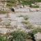 Vis Island, Vis, Roman Baths, floor mosaics, damage caused by vegetation, 2012