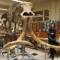 Muzej prapovijesne antropologije u Monaku, radna soba s kosturom mamuta, Janja Ferić Balenović
